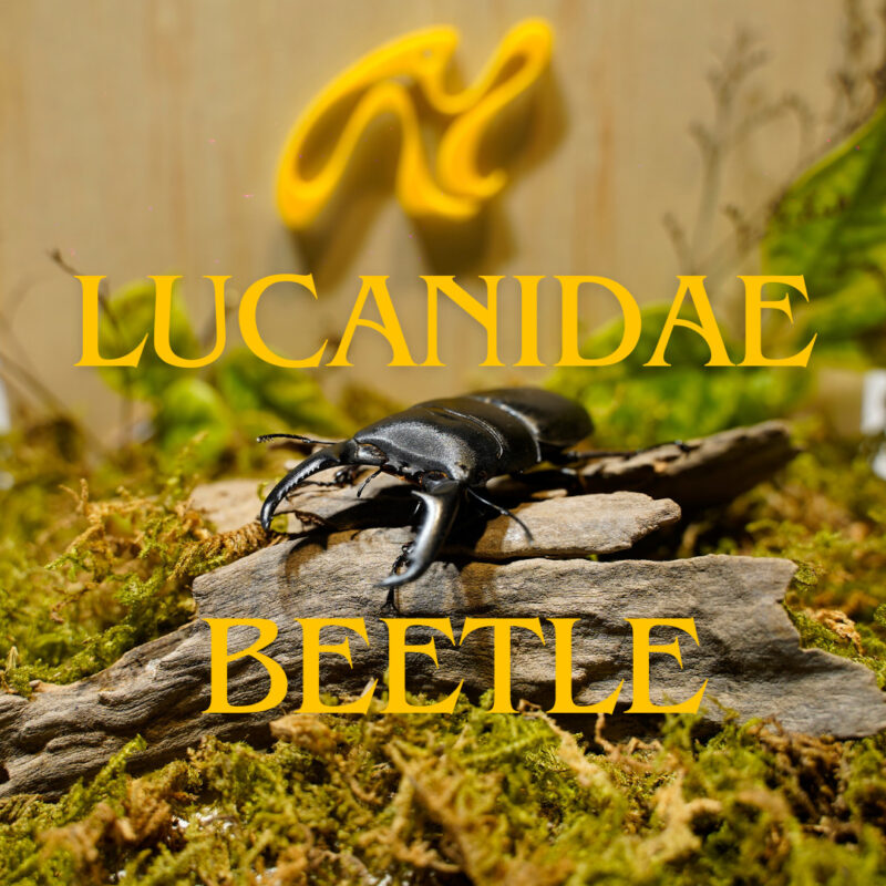 lucanidae