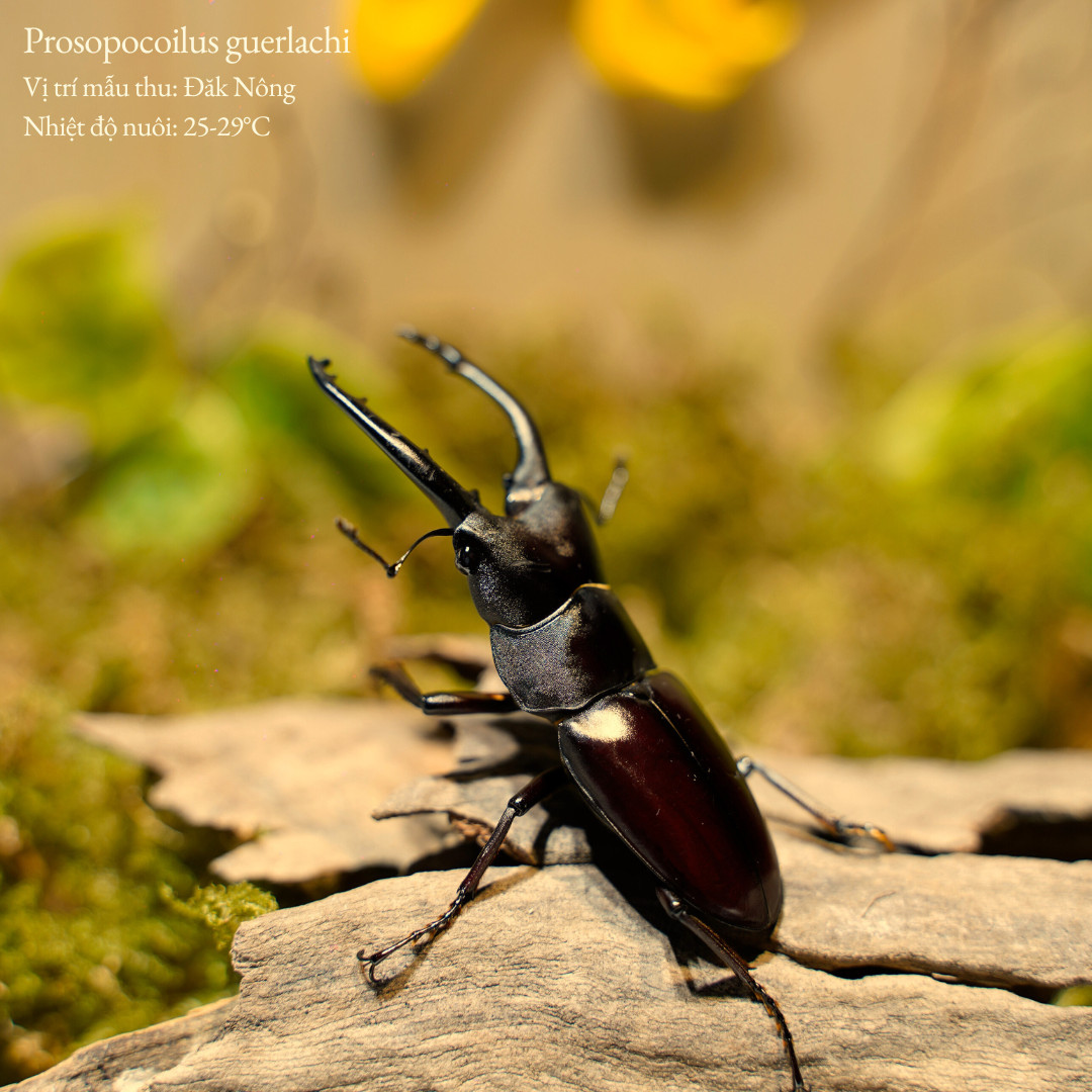 Bo Canh Cung GUERLACHI