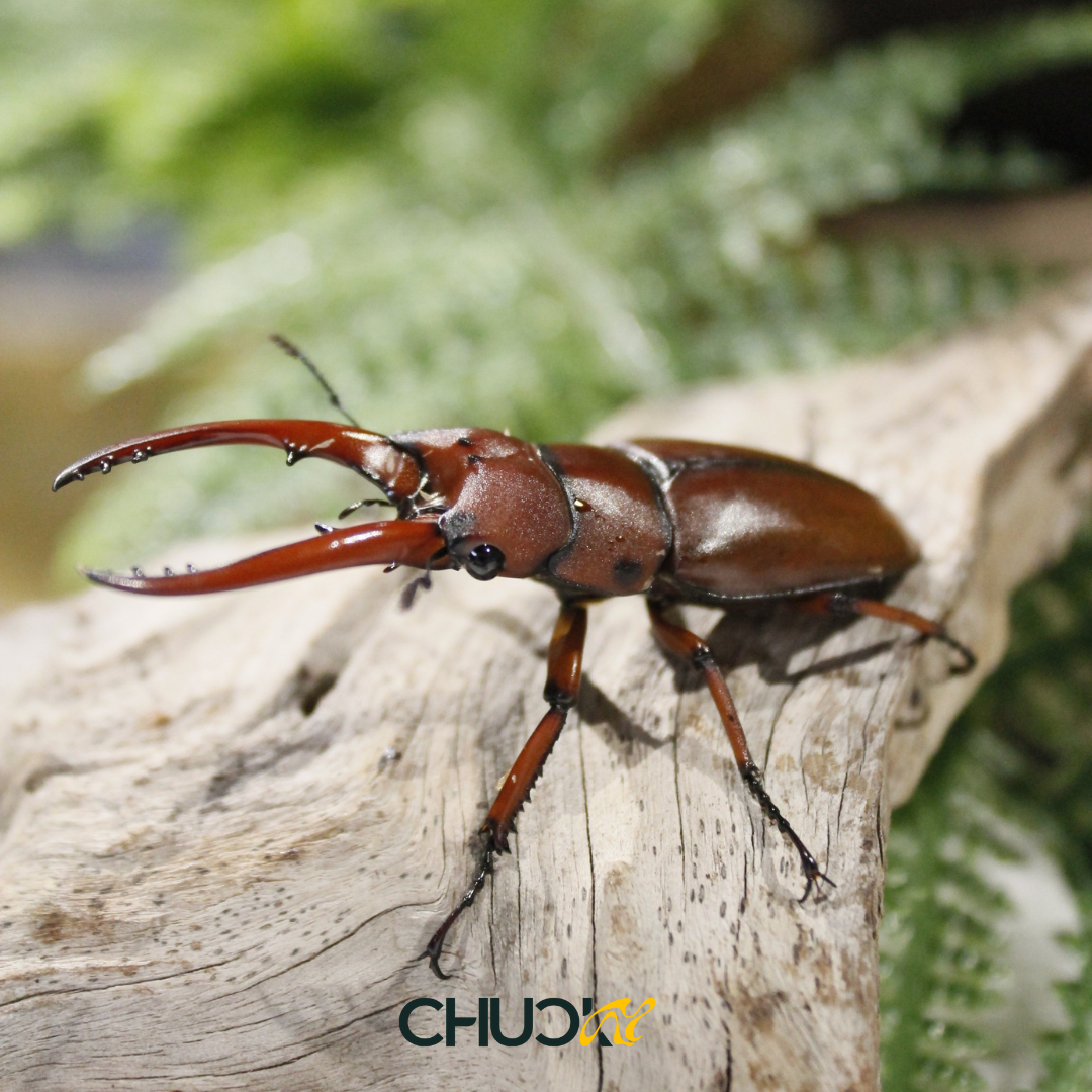 Bo Canh Cung Prosopocoilus astacoides fraternus