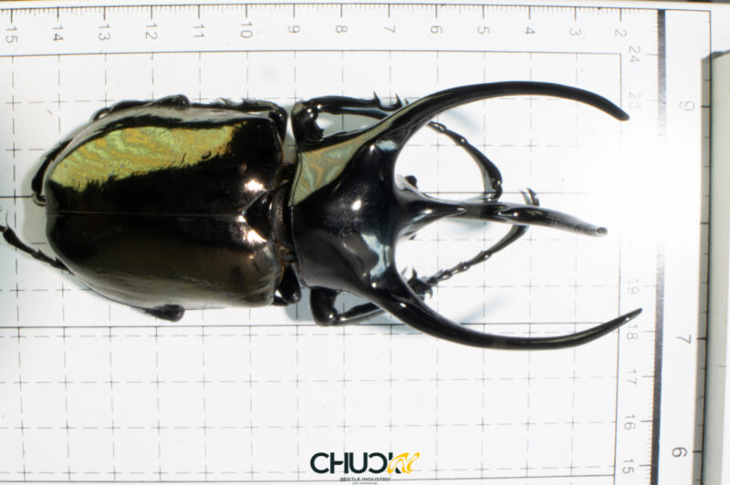 Chalcosoma caucasus belangeri