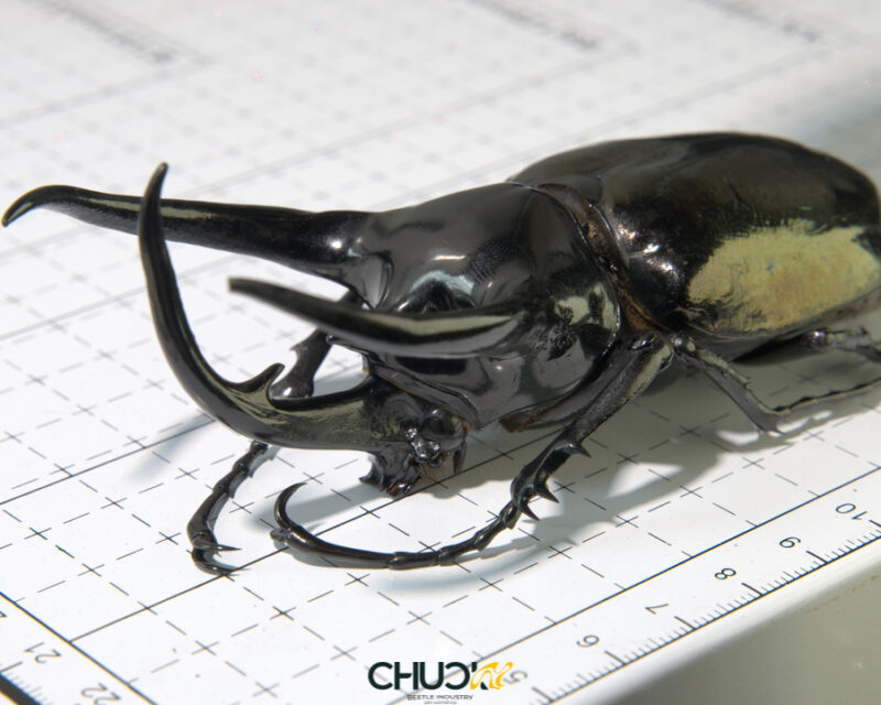 Chalcosoma-caucasus-belangeri