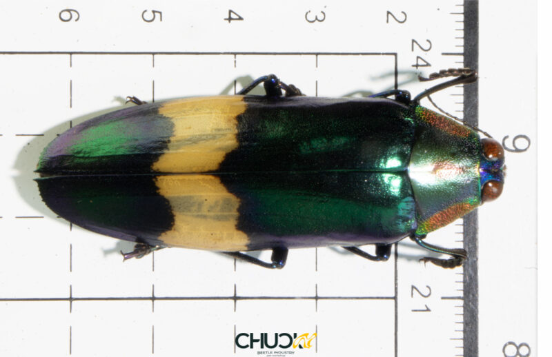 Chrysochroa ewardsi tokinesis