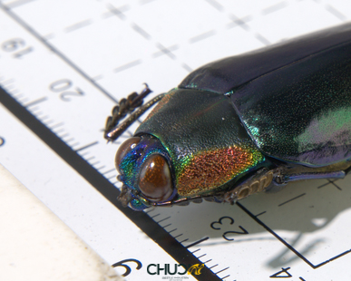 Chrysochroa-ewardsi-tokinesis