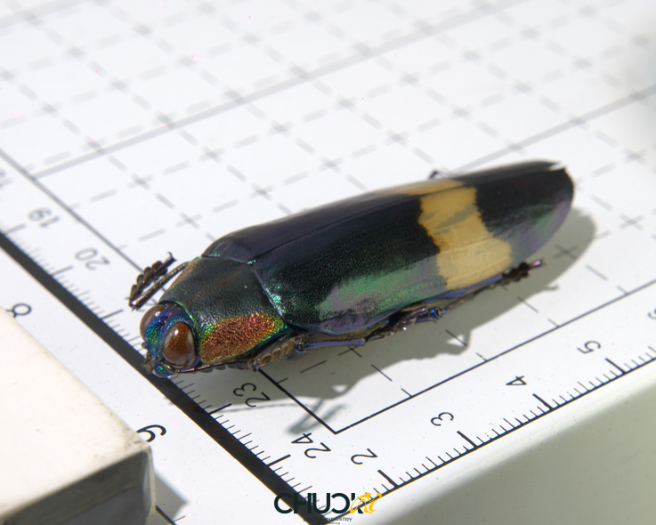 Chrysochroa-ewardsi-tokinesis