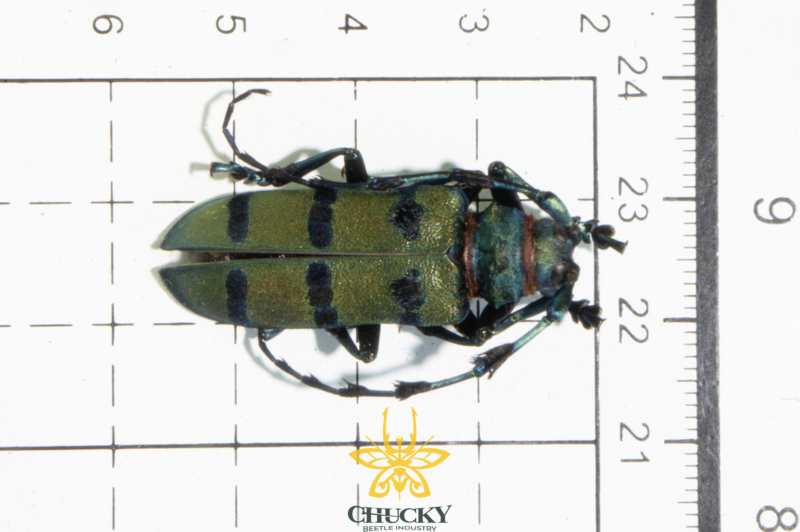 Diastocera wallichi