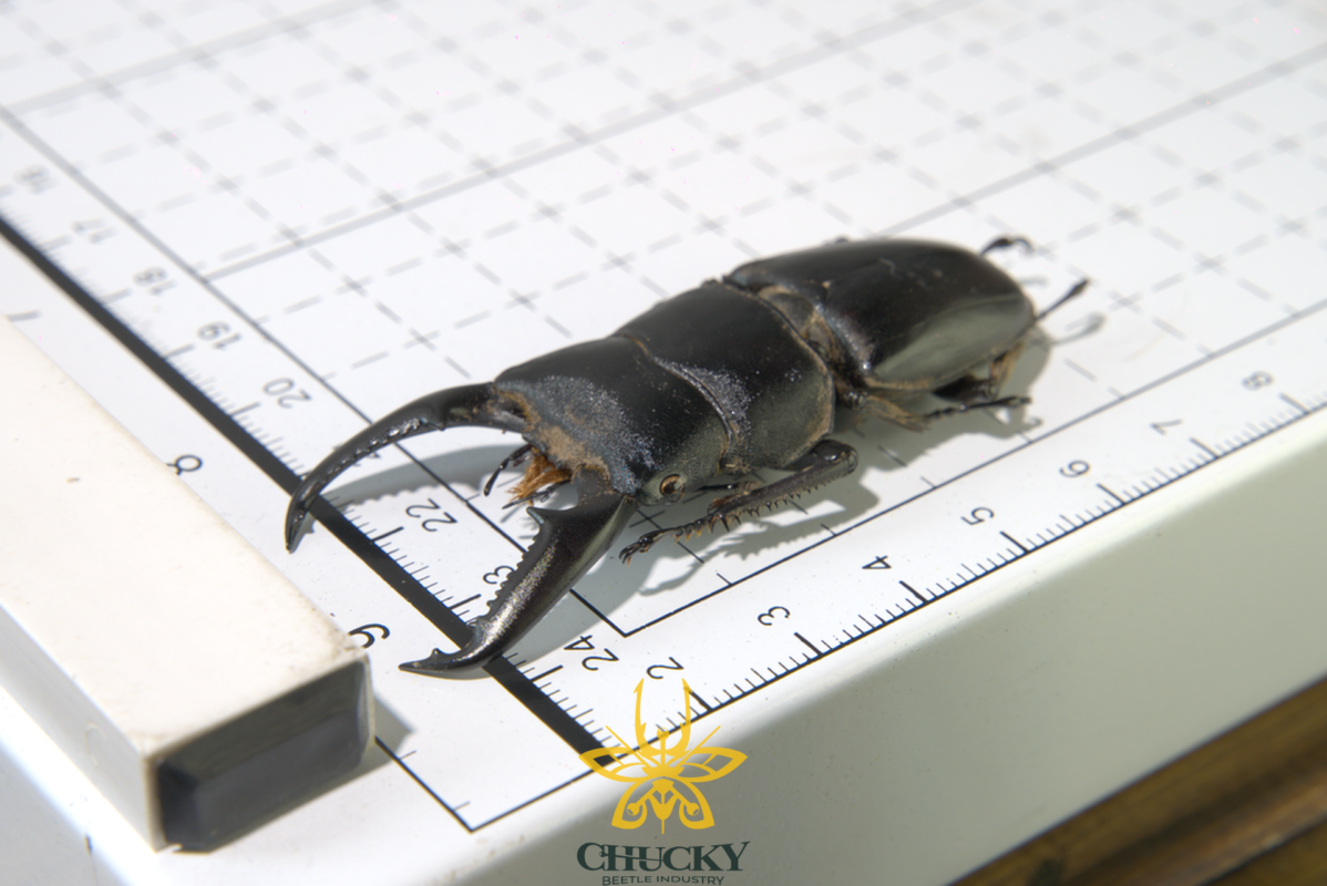 Dorcus Ii Tiêu bản Dorcus titanus fafner - Chucky Beetle Industry