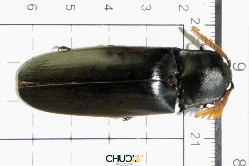 Elateridae Tetralobux perroti Fleutiaux