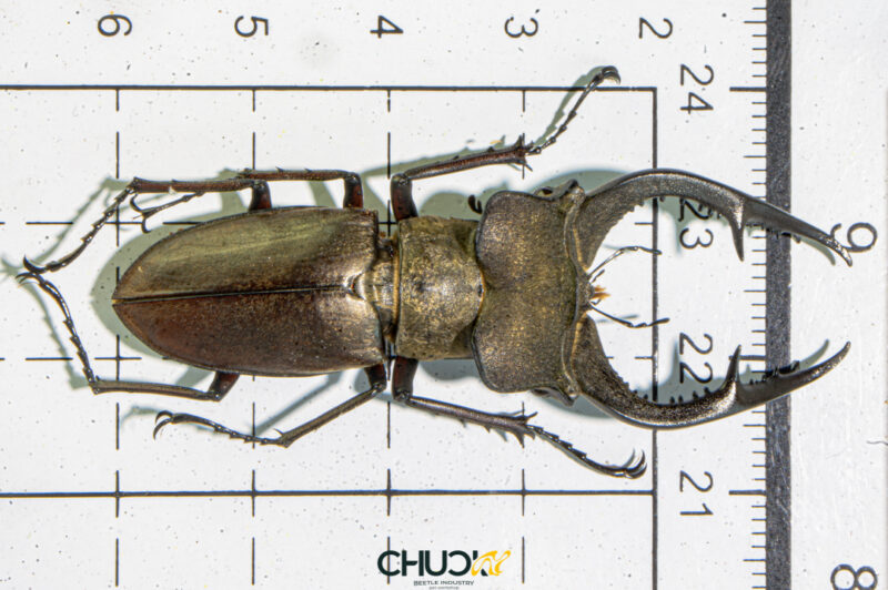 Lucanus formosus