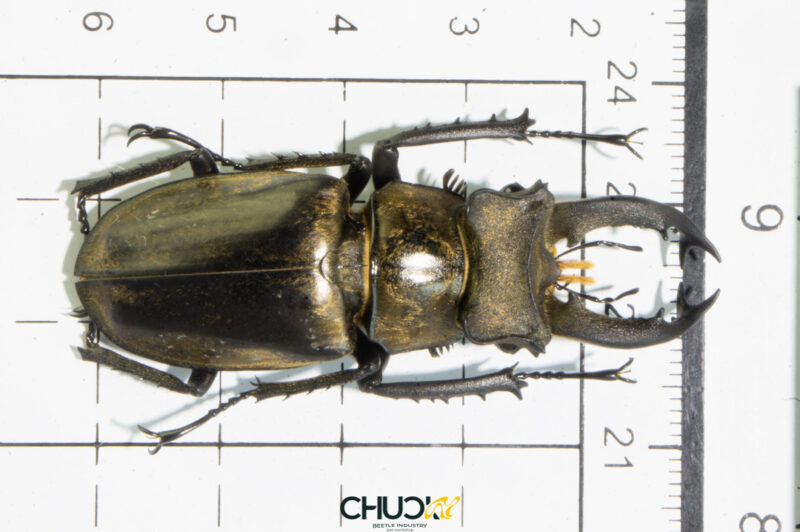 Lucanus sericeus