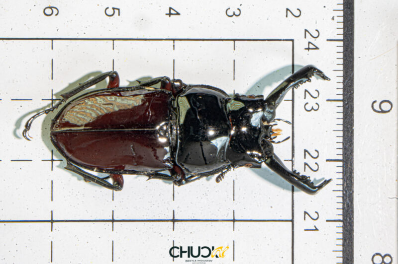 Pseudorhaetus oberthuri