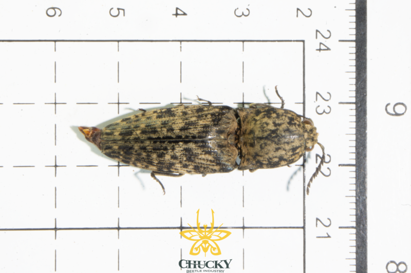 Tetralobus perroti fleutiaux