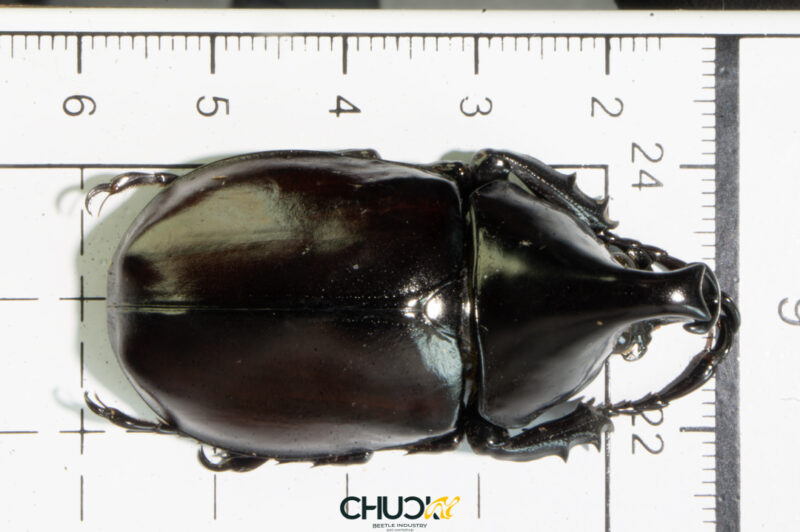 Xylotrupes tonkinensis